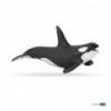 Killer whale