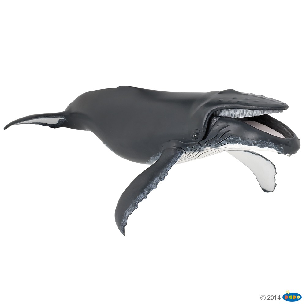 papo humpback whale