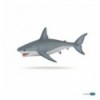 Requin blanc