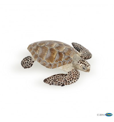 Loggerhead turtle