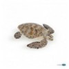 Loggerhead turtle