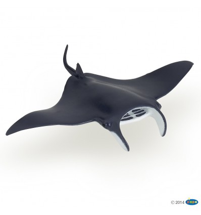 Manta ray