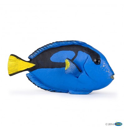Doktorfisch 
