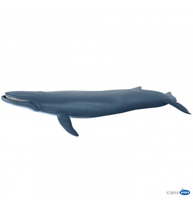 Blue whale