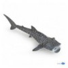 Requin baleine