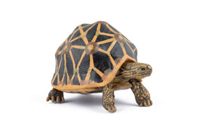 Star tortoise Figurine