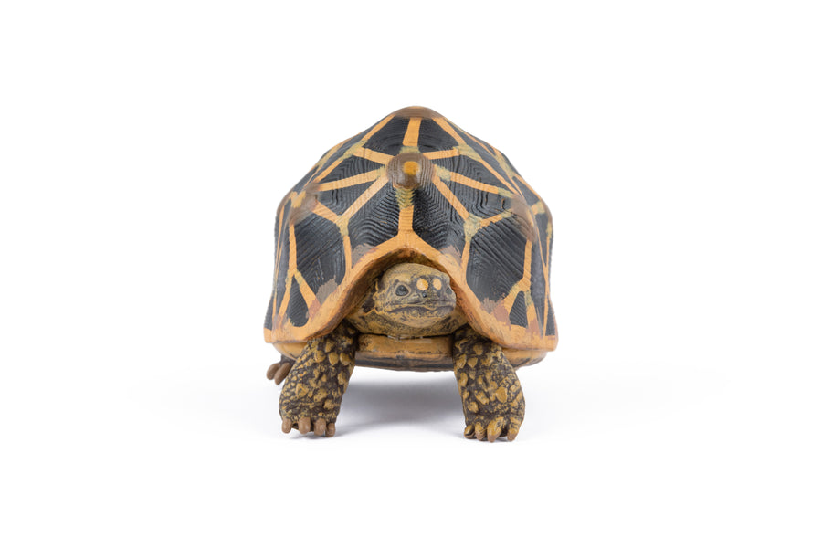 Figurine Tortue étoilee